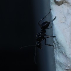 Polyrhachis australis