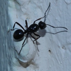 Polyrhachis australis