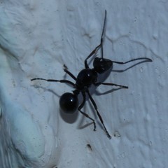 Polyrhachis australis