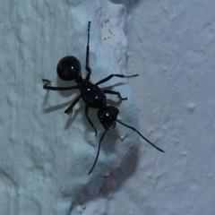 Polyrhachis australis