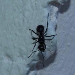 Polyrhachis australis