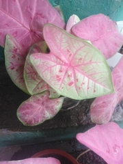 Caladium bicolor