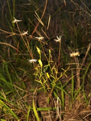 Croptilon hookerianum hookerianum