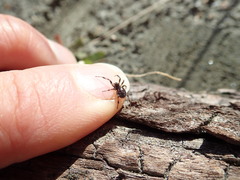 Steatoda lepida