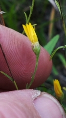 Croptilon hookerianum hookerianum