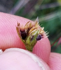 Croptilon hookerianum hookerianum