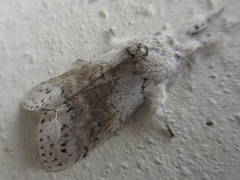 Calliteara pseudabietis