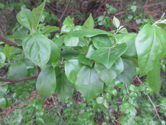 Maclura tricuspidata