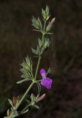 Dicliptera clinopodia