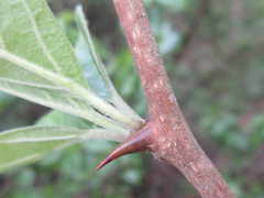 Maclura tricuspidata