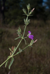 Dicliptera clinopodia