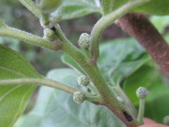 Maclura tricuspidata