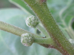 Maclura tricuspidata