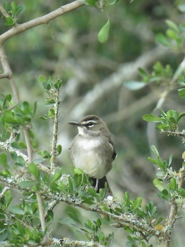 Brown Scrub Robin (Tychaedon signata), photo 8