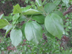 Maclura tricuspidata