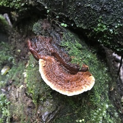 Australoporus tasmanicus