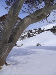 Eucalyptus pauciflora niphophila