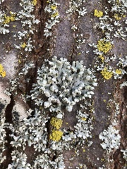 Physcia adscendens