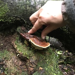 Australoporus tasmanicus