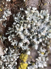 Physcia adscendens