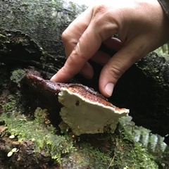 Australoporus tasmanicus