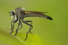 Dysmachus fuscipennis