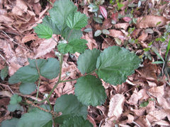Rubus parvifolius