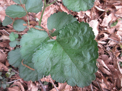 Rubus parvifolius
