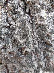 Phaeophyscia nigricans
