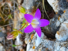 Campanula drabifolia