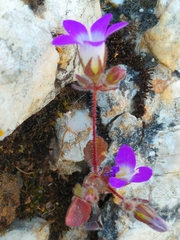 Campanula drabifolia