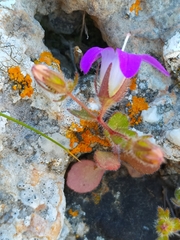 Campanula drabifolia