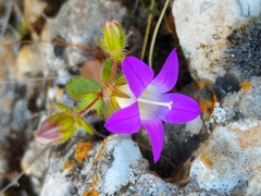 Campanula drabifolia