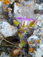 Campanula drabifolia