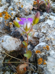 Campanula drabifolia