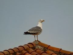 Larus michahellis