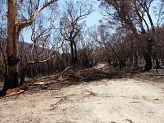 Eucalyptus dalrympleana