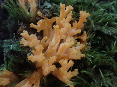 Ramaria anziana