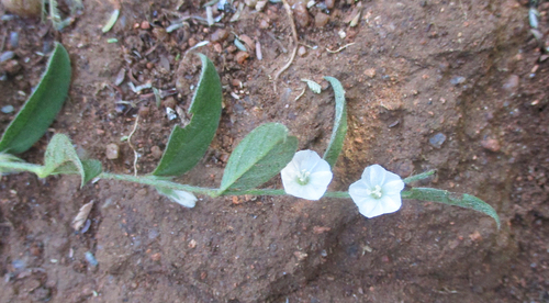 Seddera capensis image