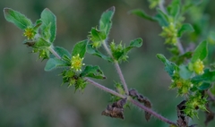 Acanthospermum hispidum