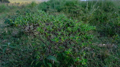 Acanthospermum hispidum