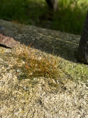 Tortula muralis