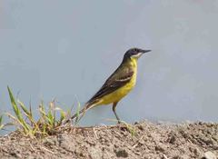 Motacilla flava cinereocapilla