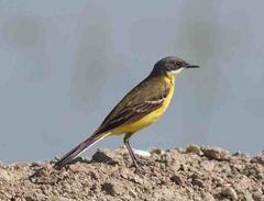 Motacilla flava cinereocapilla