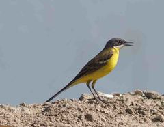 Motacilla flava cinereocapilla