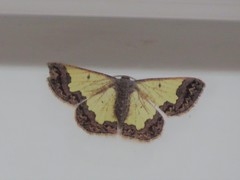 Zamarada denticulata