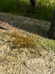 Tortula muralis