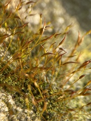 Tortula muralis