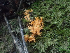 Ramaria anziana