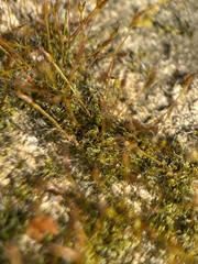 Tortula muralis